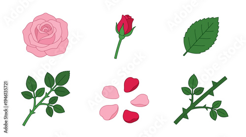 Detailed vector illustration of various rose components bloom bud leaves thorny stem and petals.