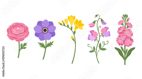 Colorful spring flower collection featuring pink ranunculus purple anemone yellow freesia sweet pea and stock in flat design style.
