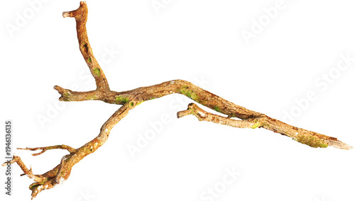 Tree branch with moss and detailed bark texture