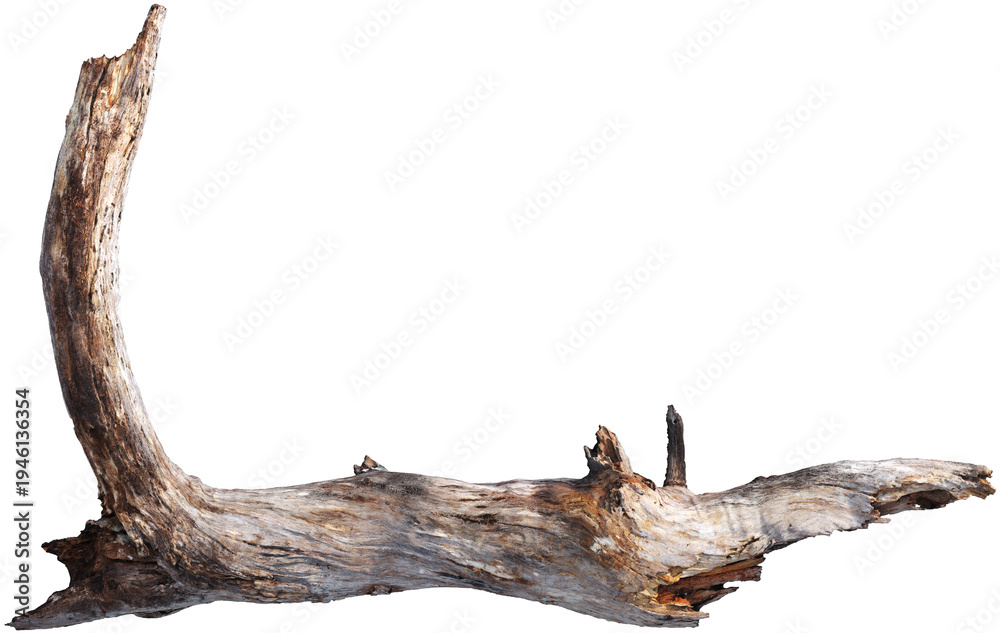 Fototapeta premium Weathered driftwood log with twisted trunk
