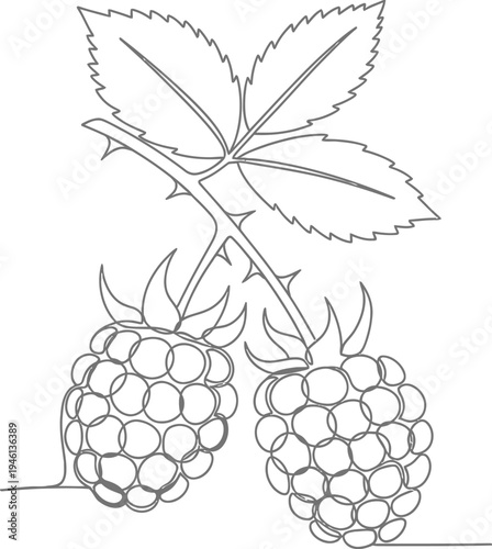 A blackberry branch with two ripe blackberries and leaves drawing