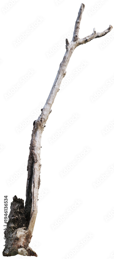 Naklejka premium Dead twisted tree trunk with dry branches