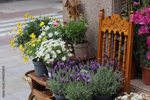 Outdoor flower shop display with lavender, marguerite daisies and yellow coreopsis plants placed near decorative wooden chair. Street plant arrangement for gardening and floral retail themes.