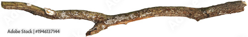 Tree branch with moss and detailed bark texture