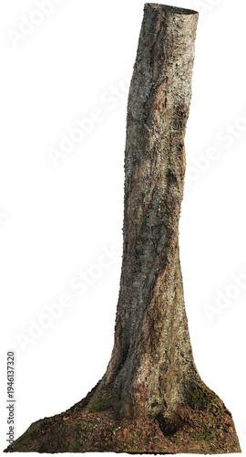 Tree trunk with moss and detailed bark texture