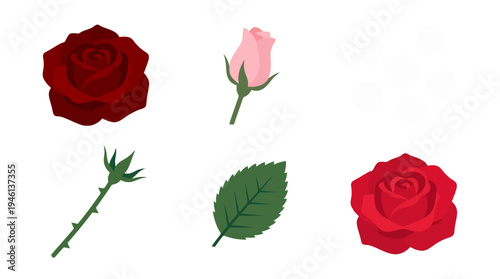 Stylized flat vector rose elements two red roses pink bud thorny stem and green leaf.