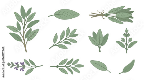 Stylized Green Sage Leaves and Sprigs Vector Illustration Set Fresh Herbal Elements.
