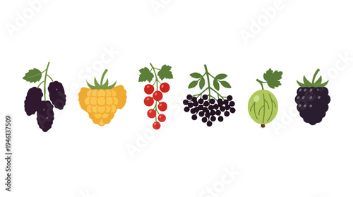 Colorful flat vector illustration of various fresh garden berries mulberries golden raspberry red currants elderberries gooseberry blackberry.