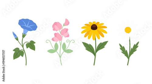 Colorful flat vector illustration of four distinct flowers blue morning glory pink sweet pea yellow rudbeckia and white daisy.