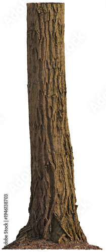 Tree trunk with moss and detailed bark texture