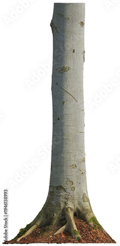 Tree trunk with moss and detailed bark texture