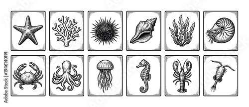 Collection of twelve marine life illustrations in a detailed black and white vintage woodcut style, showing a starfish, coral, sea urchin, shell, seaweed, and nautilus