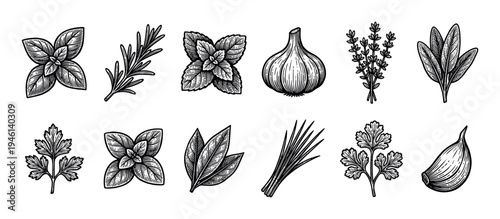 Collection of hand-drawn herbs and spices illustrations in a vintage woodcut style, featuring basil, rosemary, mint, garlic, thyme, sage, parsley, and bay leaf for cooking