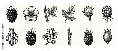 Set of blackberry plant illustrations shows the berry, flower, leaf, thorny stem, and root in a vintage engraving style with detailed hatching and linework for a botanical study