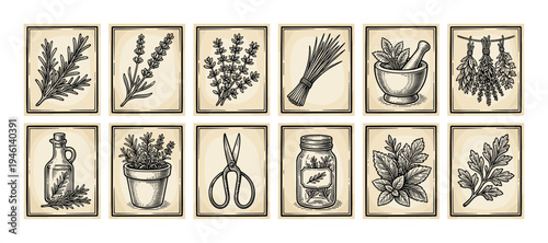 Set of twelve vintage herb illustrations in a classic woodcut engraving style, showing rosemary, lavender, thyme, mint, parsley, and various culinary spices and kitchen tools