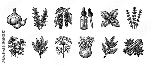 Collection of hand drawn herbs and spices in a vintage engraving style including garlic, rosemary, pepper, basil, thyme, sage, dill, fennel, cinnamon, and star anise