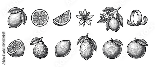 Collection of hand-drawn citrus fruits including lemon, orange, lime, and bergamot with slices, flowers, and peel in a vintage black and white engraving style illustration set