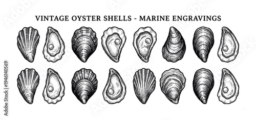 Collection of vintage hand-drawn oyster shells in a detailed black and white engraving style, showing various open and closed bivalve mollusks for a classic marine illustration
