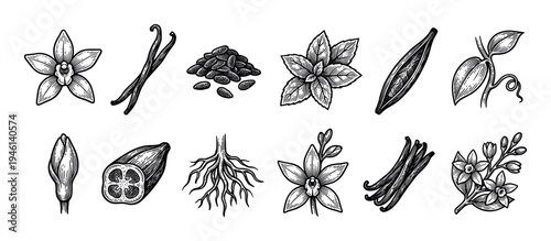 Collection of hand-drawn vanilla plant illustrations showing flowers, pods, seeds, leaves, and roots in a vintage black and white engraving style for botanical and culinary concepts