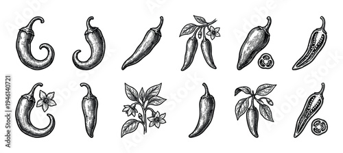Chili pepper illustration set in a vintage hand-drawn engraving style showing various whole and sliced pods, plants with leaves, and blooming flowers for botanical art