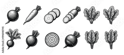 Collection of vintage beetroot and daikon radish illustrations in a detailed black and white engraving style, showing whole vegetables, slices, and leaves in a neat set