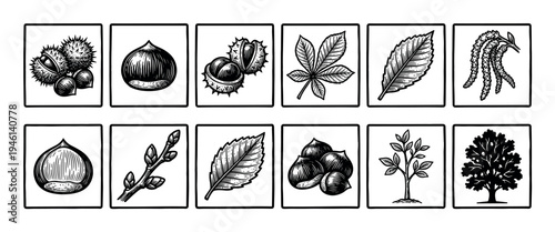 Set of black and white chestnut tree icons in a vintage woodcut style, featuring detailed illustrations of nuts, spiky burs, leaves, catkins, branches, and the full tree