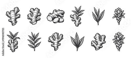 Ginger root, leaf, and flower illustrations in a vintage black and white engraving style, showing a botanical set of whole and sliced rhizomes, plants, and detailed blossoms