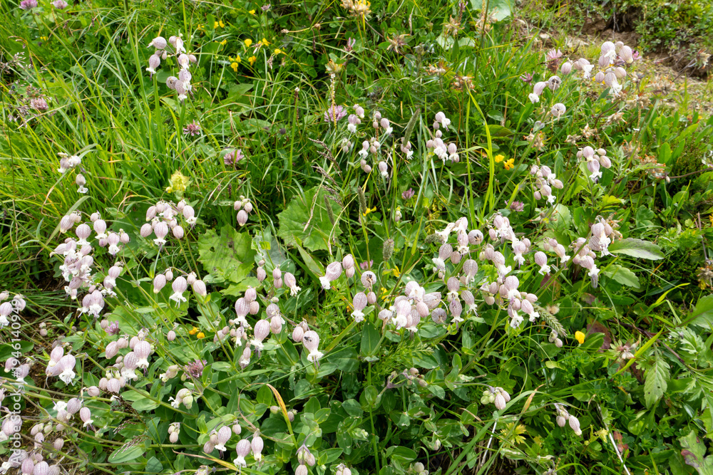 Fototapeta premium Bunte Wildblumen auf einer Alpenwiese nahe der Kanzelwand