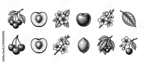 Vintage cherry fruit and flower illustrations set in a detailed black and white engraving style showing whole berries, blossoms, leaves, branches, and cut fruit with pits