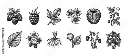 Set of black and white raspberry illustrations showing the plant parts like fruit, flower, leaf, and root in a detailed vintage botanical woodcut style