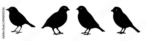 Silhouette birds vector image featuring black bird shapes standing in a row illustration