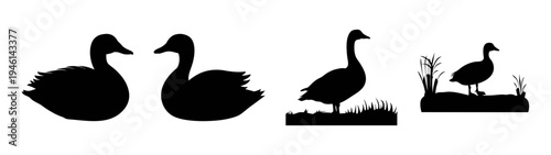 Black swan silhouette vector art illustration of elegant swan bird wildlife animal design template