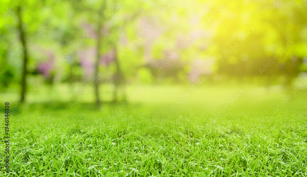 Fototapeta premium Meadow with vibrant green grass on spring day