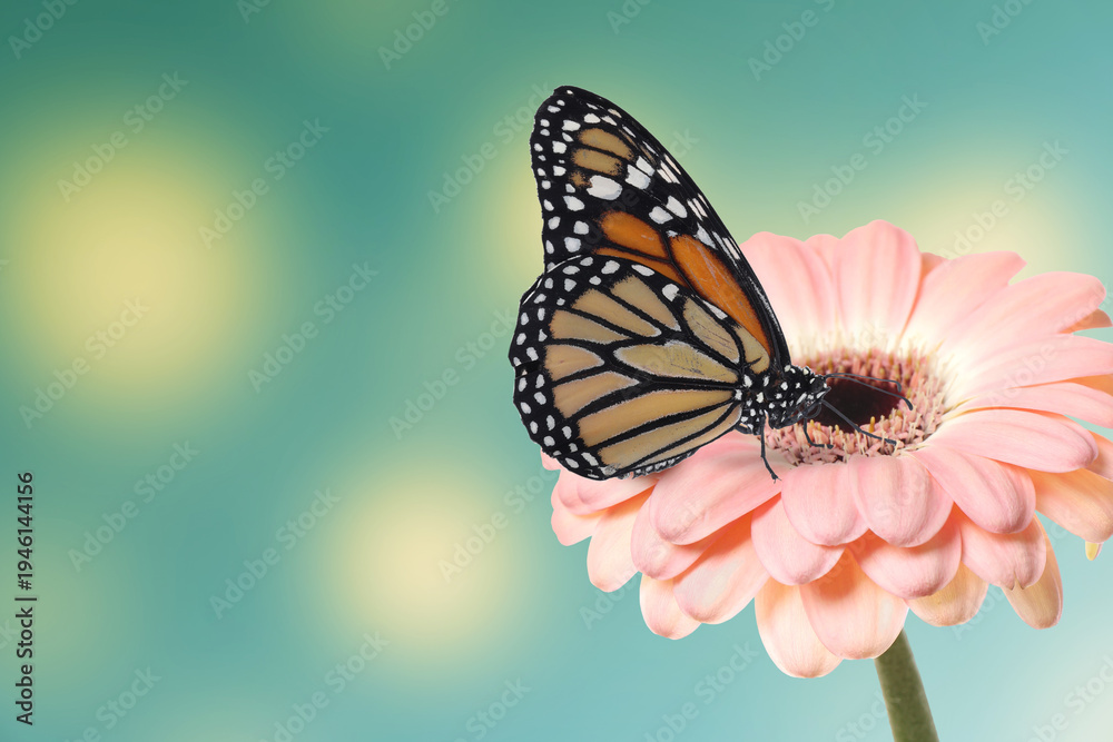 Obraz premium Spring season. Butterfly on pink gerbera flower against blurred background