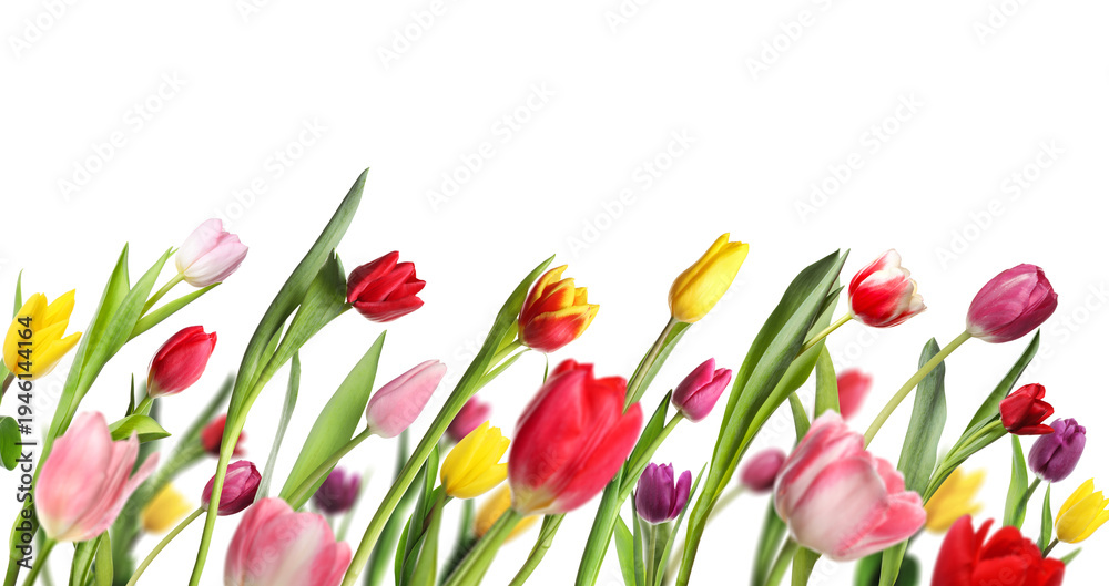 Obraz premium Colorful tulip flowers on white background. Spring season