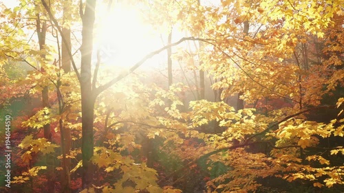 Forest stock footage. Slow drone shot of golden autumn maple tree with sun and mist. 4K.