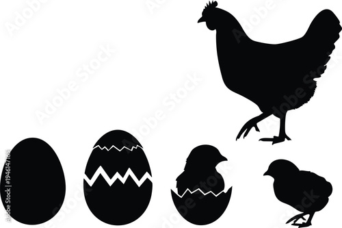 Black silhouettes of chicken hen with eggs and chicks
