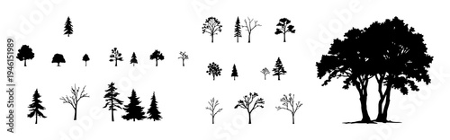 Trees set with vertical silhouettes of different species featuring dark outlines, minimal foliage, geometric forms with patterns and natural composition