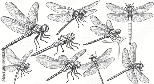 Set of hand-drawn dragonfly illustrations, vintage insect sketches on white background