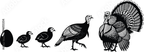 Black and white illustrations of turkey life cycle stages, egg, hatchling, juvenile, young adult, mature bird, detailed wildlife vector artwork design