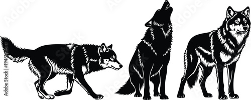 Black and white wolf illustrations in different poses, stalking, howling, standing alert, bold fur texture, expressive animal posture, wildlife vector artwork design