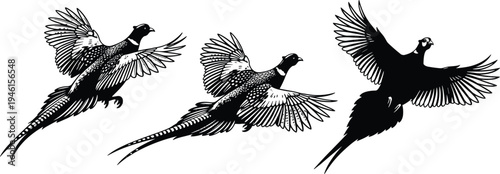 Black and white vector illustration of three pheasants in flight, detailed feather patterns, dynamic motion, elegant wildlife drawing, natural ornithology artwork