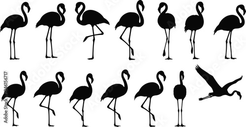 Black silhouettes of flamingos in various poses, standing on one leg, flying with wings spread, elegant bird posture, wildlife vector illustration artwork