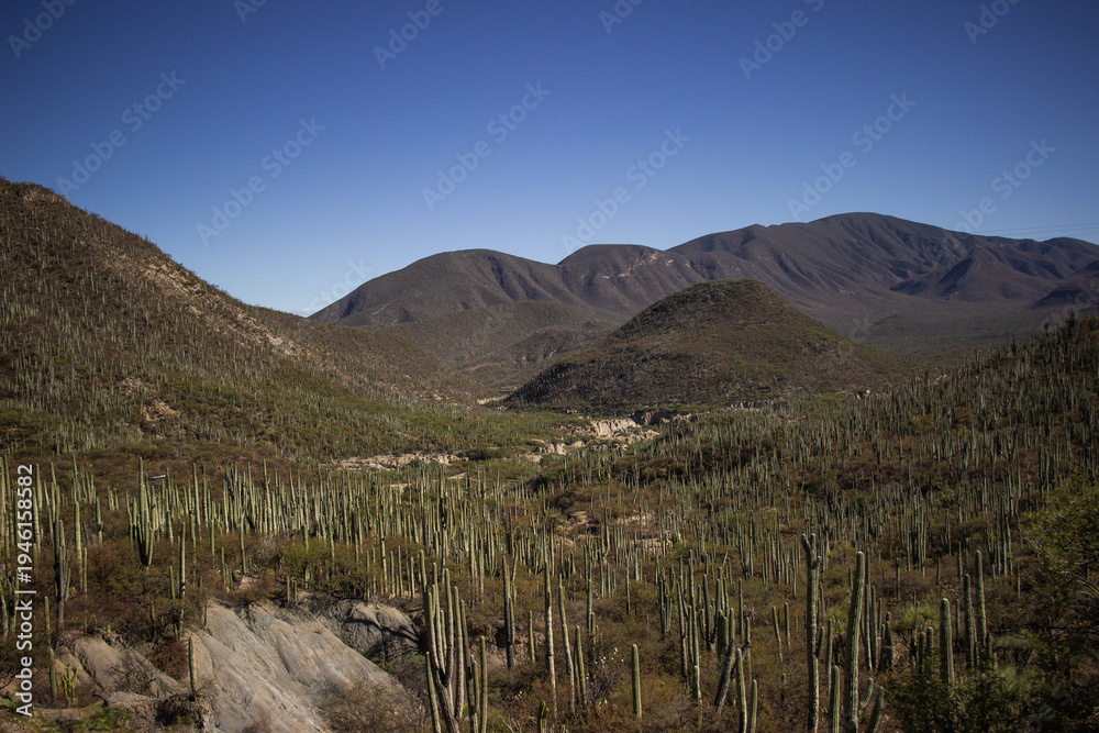 Fototapeta premium Mexican giant cactus forest in the Tehuacán-Cuicatlán Valley.