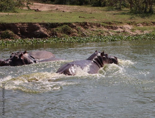Hippopotamuses (Hippopotamus amphibius), Kazinga Channel, Queen Elizabeth National Park, Uganda, Africa.