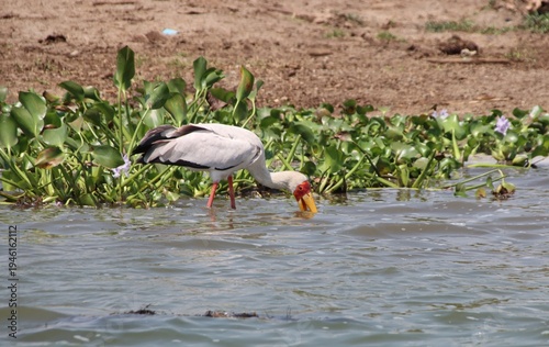 Yellow-billed Stork (Mycteria ibis), Kazinga Channel, Queen Elizabeth National Park, Uganda, Africa.