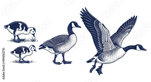 Canadian Geese - Illustration of Adult and Goslings in Various Poses