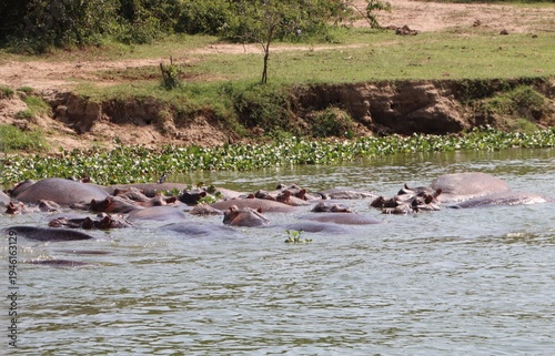 Hippopotamuses (Hippopotamus amphibius), Kazinga Channel, Queen Elizabeth National Park, Uganda, Africa.