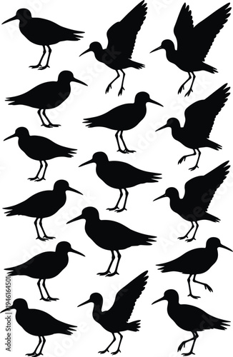 Black silhouettes of shorebirds and sandpipers in various poses including standing and flying isolated on white background for nature wildlife and coastal design projects