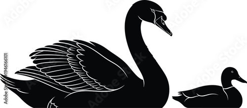 Black swan and duck silhouette swimming together side view isolated on white background vector illustration for pond nature wildlife decoration or lake life logo design